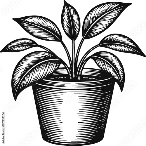 potted plant with broad leaves in decorative container, botanical indoor greenery illustration