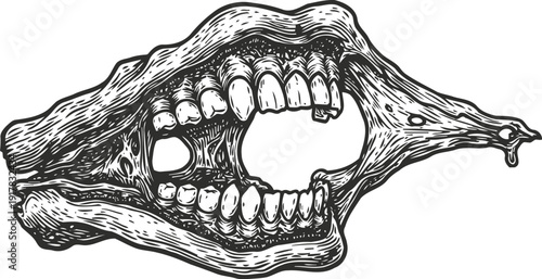 detailed black and white illustration of an open animal jawbone with teeth and textured bone structure
