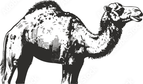 Black and white illustration of a single dromedary camel side view with detailed fur texture and shading