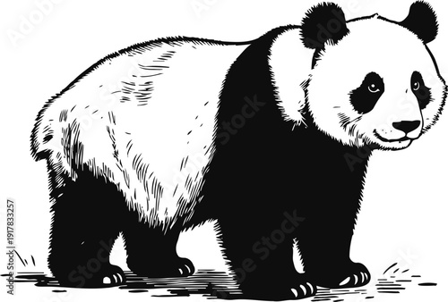 Illustration of a cute giant panda walking on grass in black and white detailed