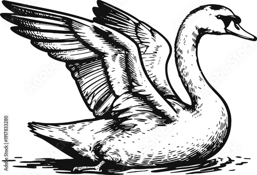 majestic swan with outstretched wings floating on water detailed black and white bird illustration