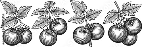 Vintage botanical illustration of tomato branches with ripe fruits and detailed leaves line art
