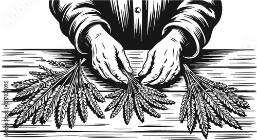 Hands sorting wheat stalks on wooden table vintage farming illustration with grain harvest and agriculture crop