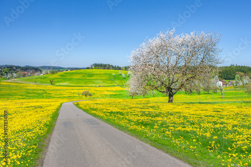 Landstrasse durch eine Landschaft im Frühling