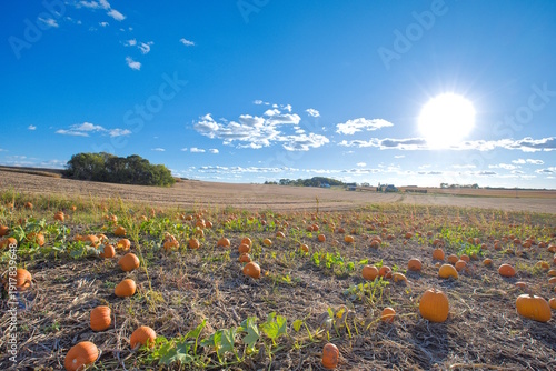 Pumpkin patch in Wisconsin during Halloween Season