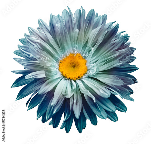 Chrysanthemum flower on isolated background with clipping path. Flower for design.  Closeup.  Transparent background	