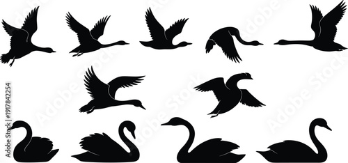 Black swan silhouettes set, graceful waterfowl birds flying and swimming, elegant wildlife nature elements, isolated vector icons for graphic design projects