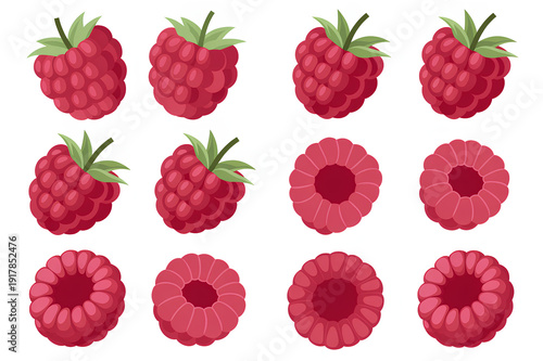 Raspberry fruit vector set on white background contains whole berries and cross sections