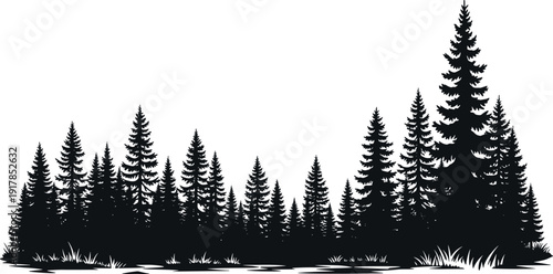 Pine forest landscape silhouette, evergreen spruce trees woodland scenery nature background, cad drawing flat vector illustration, outdoor wilderness park,vvvvv
