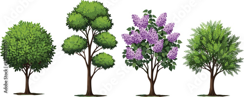 Collection of green ornamental trees and blooming lilac tree illustration set isolated on white background, detailed botanical vector elements for garden landscaping and nature design