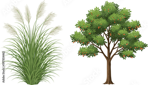 Lemongrass plant and orange fruit tree illustration set isolated on white background, detailed botanical vector design for gardening, agriculture, herbal, and organic farming concepts