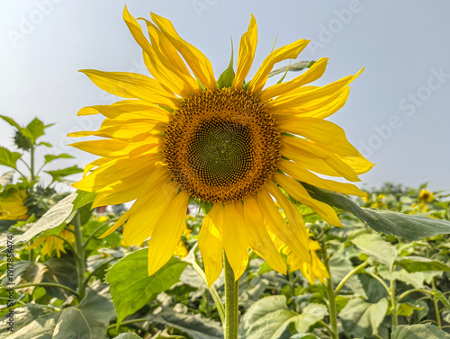 Vibrant sunflower in a lush green field on a sunny day.
