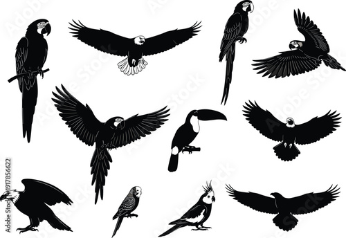 Black and white bird silhouettes featuring parrots, toucans, cockatiels, macaws, budgerigars, and eagles in flight and perched poses, perfect for wildlife illustration and design.