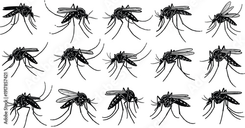 Black silhouette illustration of fifteen mosquitoes in varied wing and leg positions, symbolizing insect anatomy, entomology, vector control, and wildlife study