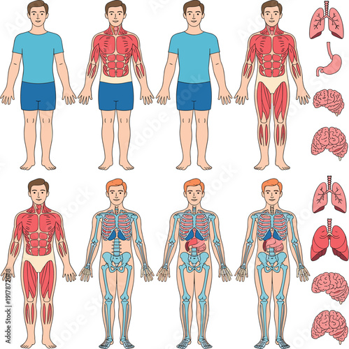 Detailed male human anatomy infographic showing muscular, skeletal, nervous and internal organ systems with lungs and brain illustrations isolated on white background