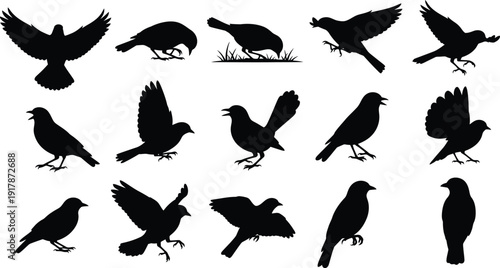 Collection of various bird silhouettes in different poses