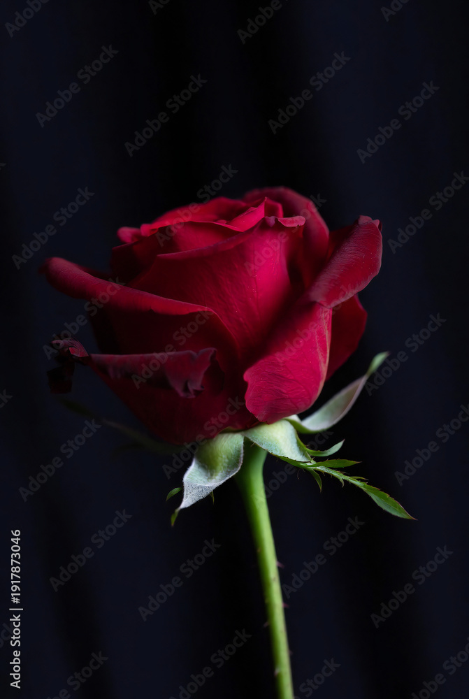 Fototapeta premium rose, flower, red, love, valentine, pink, nature, isolated, single, beauty, leaf, gift, plant, romance, petal, blossom, floral, white, bouquet, black, flora, bud, stem, flowers, beautiful