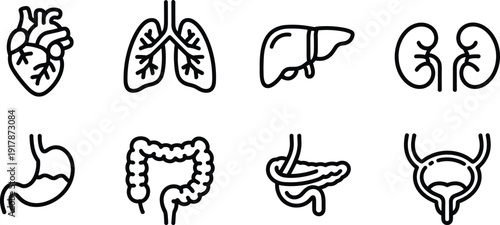Human internal organs line icons set including heart, lungs, liver, kidneys, stomach and intestines, medical anatomy symbol collection, isolated black outline vector on white background.
