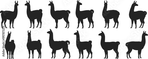 Llama silhouettes set in different standing poses, alpaca animal collection for farm and wildlife design, isolated black figures on white background.