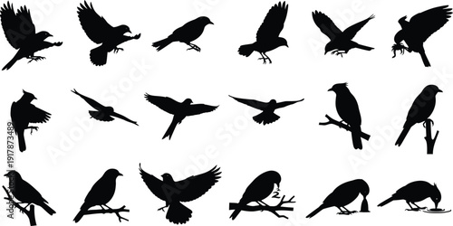 Collection of various bird silhouettes in different poses