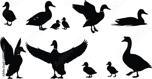 Collection of duck and duckling silhouettes in various poses including standing, walking, flying, and sitting, showcasing wildlife stances for educational, artistic