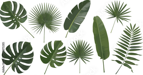 Collection of tropical leaves isolated on white background, monstera, palm, banana leaf botanical design elements set