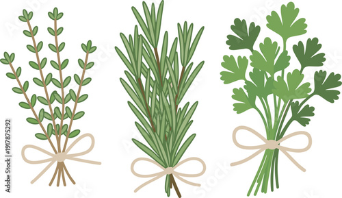 Fresh herb bundles illustration, rosemary, thyme and parsley tied with ribbon, organic culinary botanical elements isolated on white background