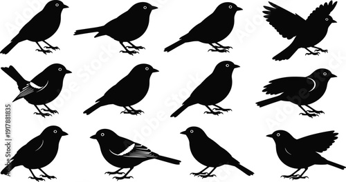 Twelve bird silhouettes in varied poses with distinct wing and tail feather patterns, showcasing natural stances for ornithology, educational, artistic, and design purposes