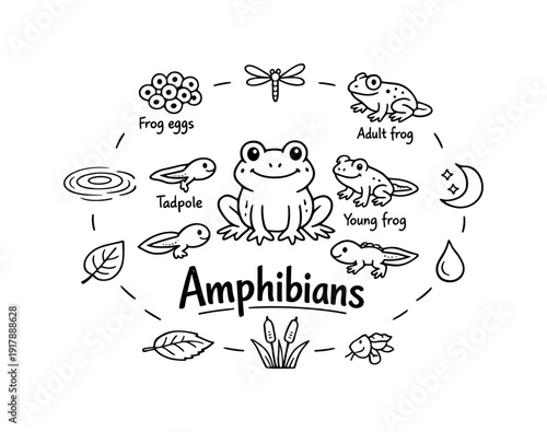 Amphibian life cycle. Hand-drawn doodle illustration of amphibian life cycle. In the middle, one slightly