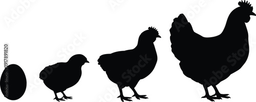 Chicken life cycle silhouettes showing egg chick hen stages, poultry growth process, black vector illustration isolated on white background