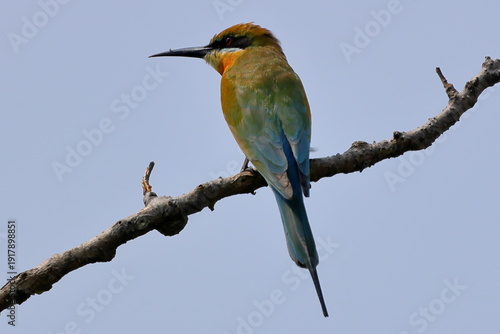 bee eater perched on a branch