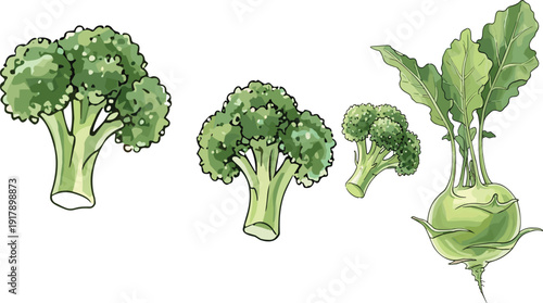 Fresh Green Broccoli and Kohlrabi Set with Organic Farm Vegetables Healthy Cooking Ingredient Hand Drawn Vector Illustration.