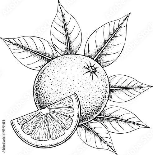 Engraving art vintage handdrawn orange with leaves and slice botanical illustration