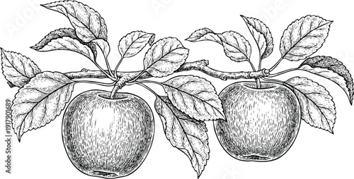 Engraving art vintage engraving of two apples on a branch with leaves, black and white