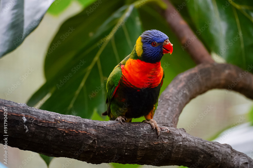 Obraz premium Rainbow loris perched on a tree branch in an aviary