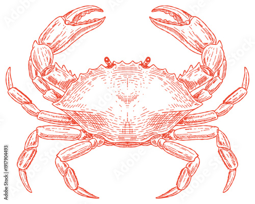 Vintage red crab sketch for seafood restaurant menu. Hand-drawn marine animal engraving for ocean biology. Detailed crustacean vector art in red etched style.