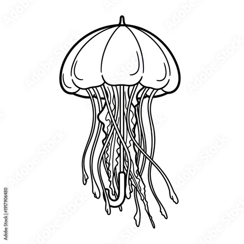 Jellyfish Umbrella Line Art Illustration