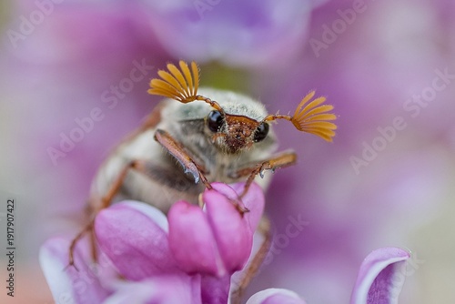 Fotografia Maikäfer