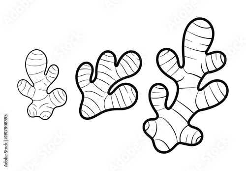 Black and White of Three Ginger Roots