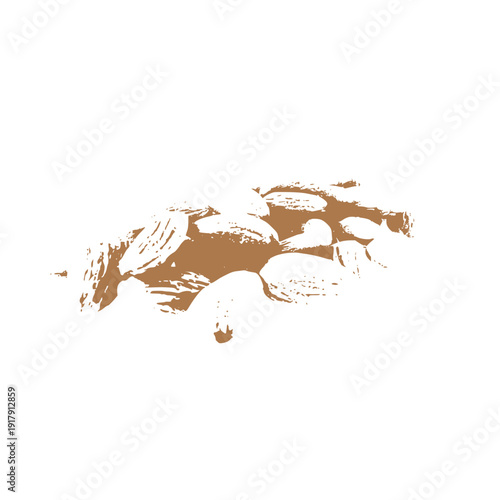 Realistic Almond Nut Vector Illustration