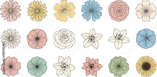 Colorful flower on white background flowers pink