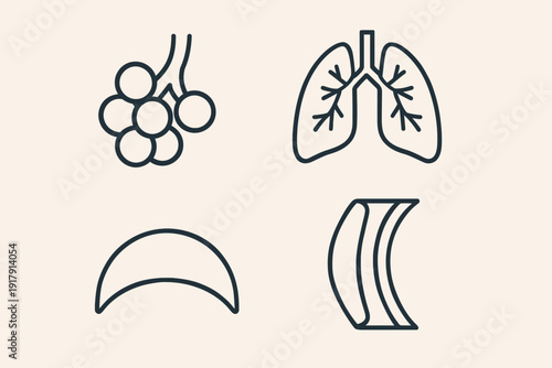 Human Respiratory System Lungs Alveoli and Diaphragm Line Art.
