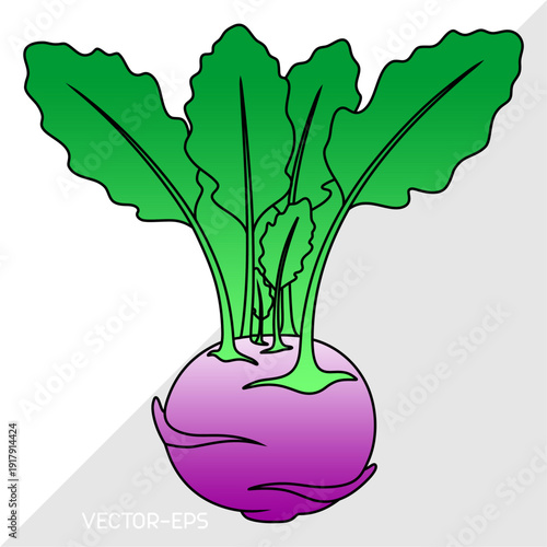 Kohlrabi bulb with leaves, minimal contour illustration