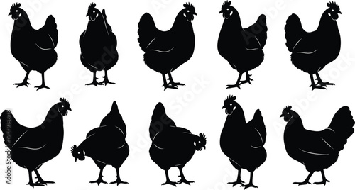 Chicken silhouette collection in different standing poses isolated on white background farm animal vector illustration set
