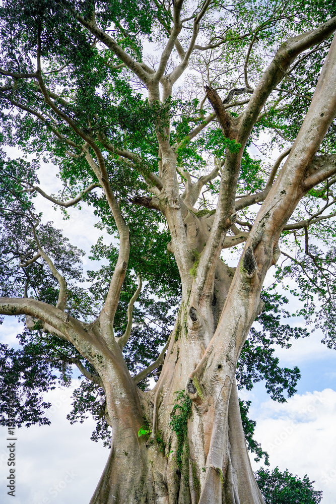 Obraz premium Giant 700-Year-Old Kayu Putih Ancient Tree in Bayan, Bali