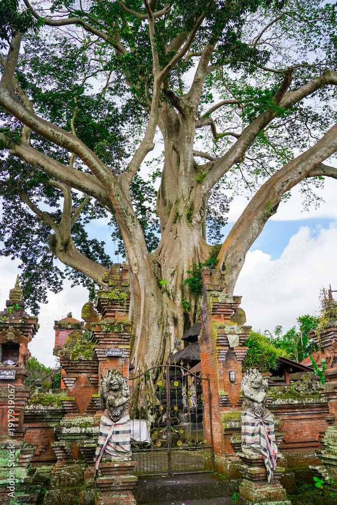Naklejka premium Giant 700-Year-Old Kayu Putih Ancient Tree in Bayan, Bali
