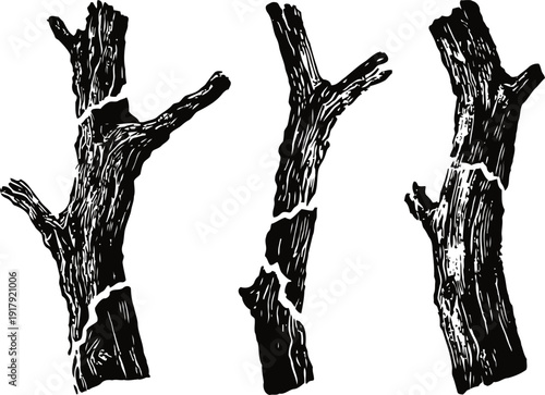three detailed black and white tree branches with rough bark texture isolated on white background