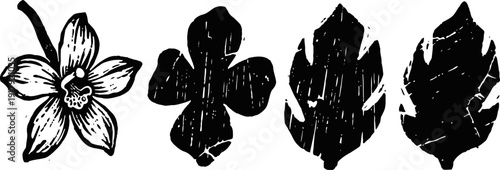 Black and white vintage botanical illustrations of tropical flower and leaves set