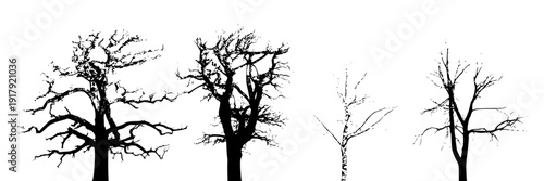 Trees bare winter silhouettes set with four leafless deciduous trunks and branches, minimalist black isolated botanical collection for nature design, logo, and decoration