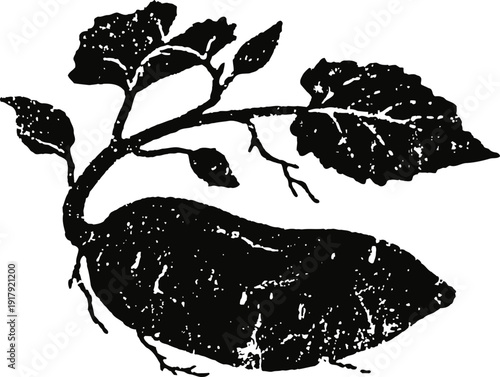 Sweet potato root with leaves vintage botanical black and white illustration of tuber vegetable plant